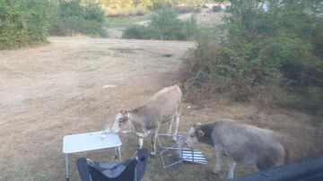 Noch mehr Besuch am Stausee